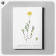 1-100_Histoire-des-Plantes-Grasses_canvas