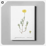 1-100_Histoire-des-Plantes-Grasses_canvas