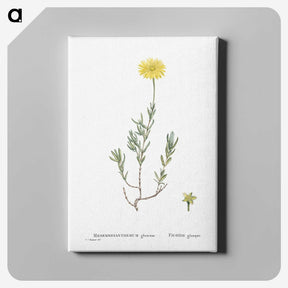 1-100_Histoire-des-Plantes-Grasses_canvas