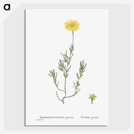 1-100_Histoire-des-Plantes-Grasses_picture-crop