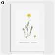 1-100_Histoire-des-Plantes-Grasses_picture