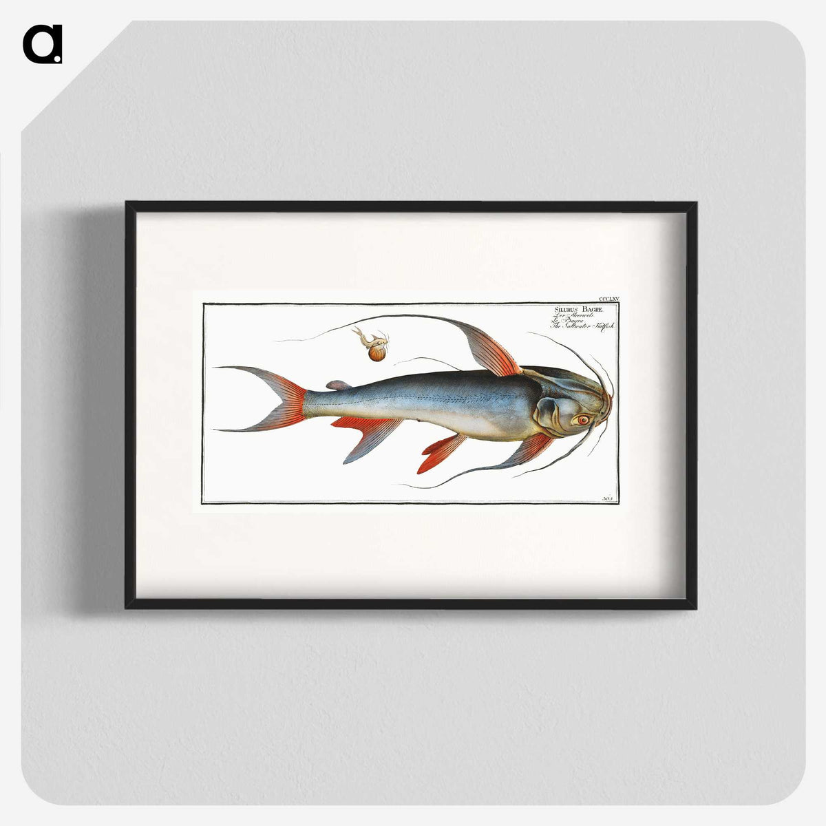 1-100_Ichtyologie-ou-Histoire-naturelle_blk