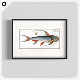 1-100_Ichtyologie-ou-Histoire-naturelle_blk
