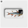 1-100_Ichtyologie-ou-Histoire-naturelle_phone