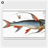 1-100_Ichtyologie-ou-Histoire-naturelle_picture-crop