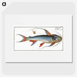 1-100_Ichtyologie-ou-Histoire-naturelle_picture