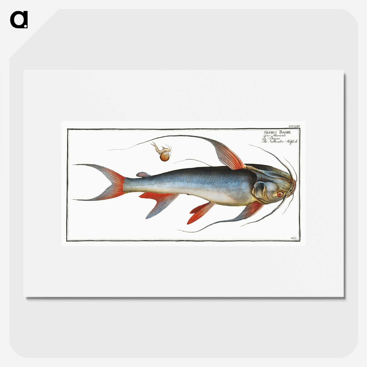 1-100_Ichtyologie-ou-Histoire-naturelle_picture