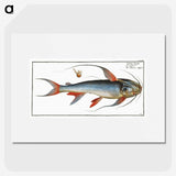 1-100_Ichtyologie-ou-Histoire-naturelle_picture