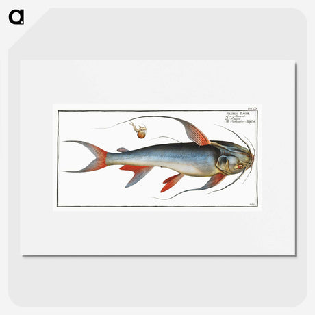 1-100_Ichtyologie-ou-Histoire-naturelle_picture