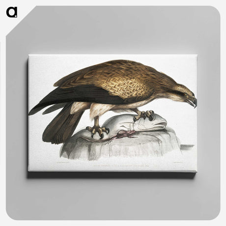 1-100_Indian-Zoology_canvas