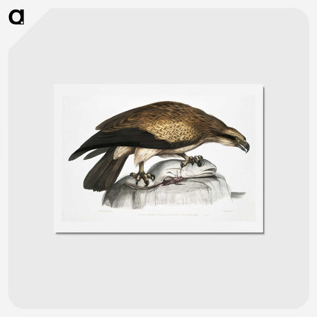 1-100_Indian-Zoology_hagaki
