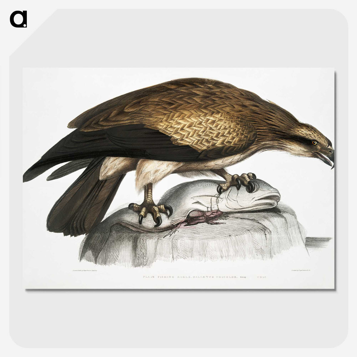 1-100_Indian-Zoology_picture-crop