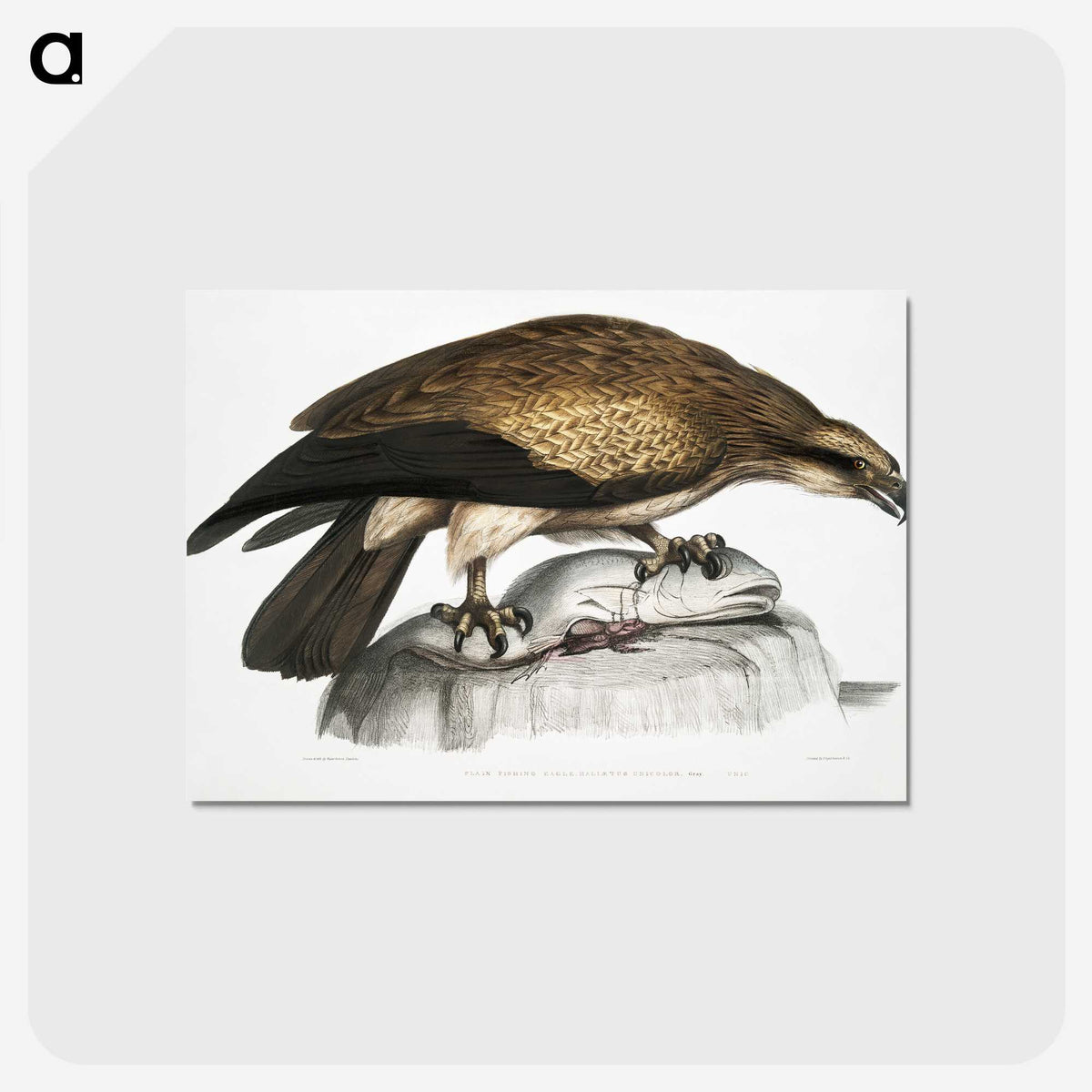1-100_Indian-Zoology_postcard