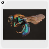 1-100_Insects-Unlocked-Project_picture-crop