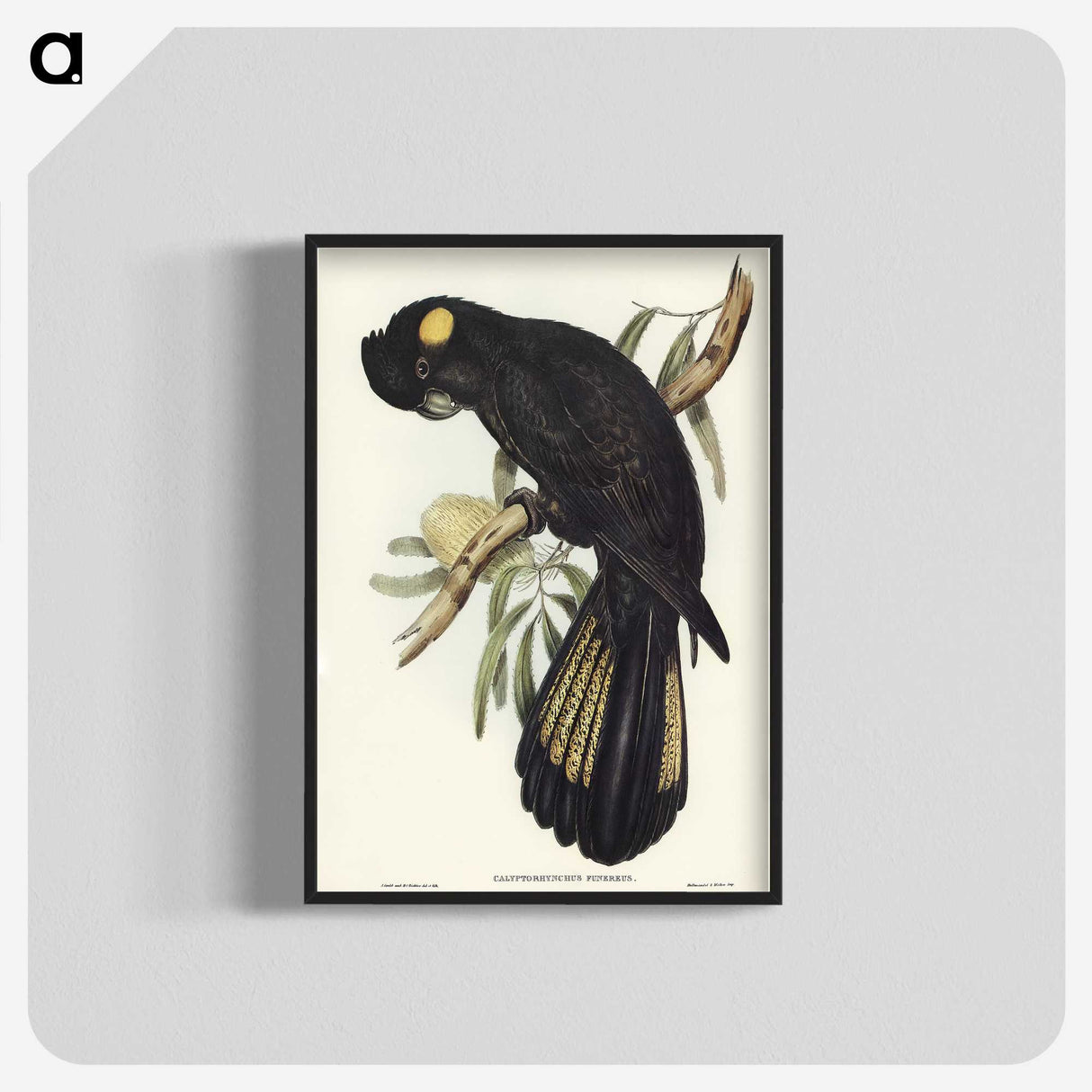 1-100_John-Gould_blk-crop