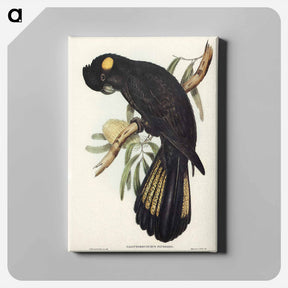 アートパネル-Funereal Cockatoo
 - ジョン グールド Canvas.