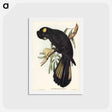 アートポストカード-Funereal Cockatoo
 - ジョン グールド Postcard.