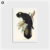 アートポストカード-Funereal Cockatoo
 - ジョン グールド Postcard.
