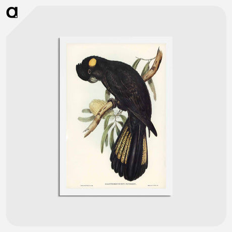 アートポストカード-Funereal Cockatoo
 - ジョン グールド Postcard.