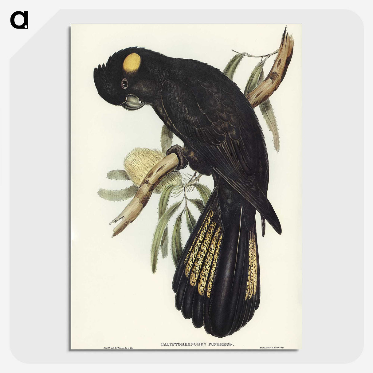 1-100_John-Gould_picture-crop