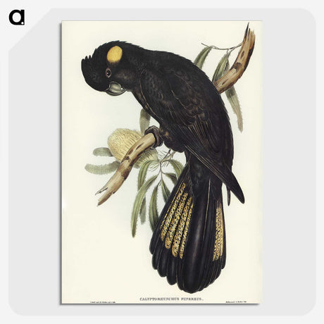1-100_John-Gould_picture-crop