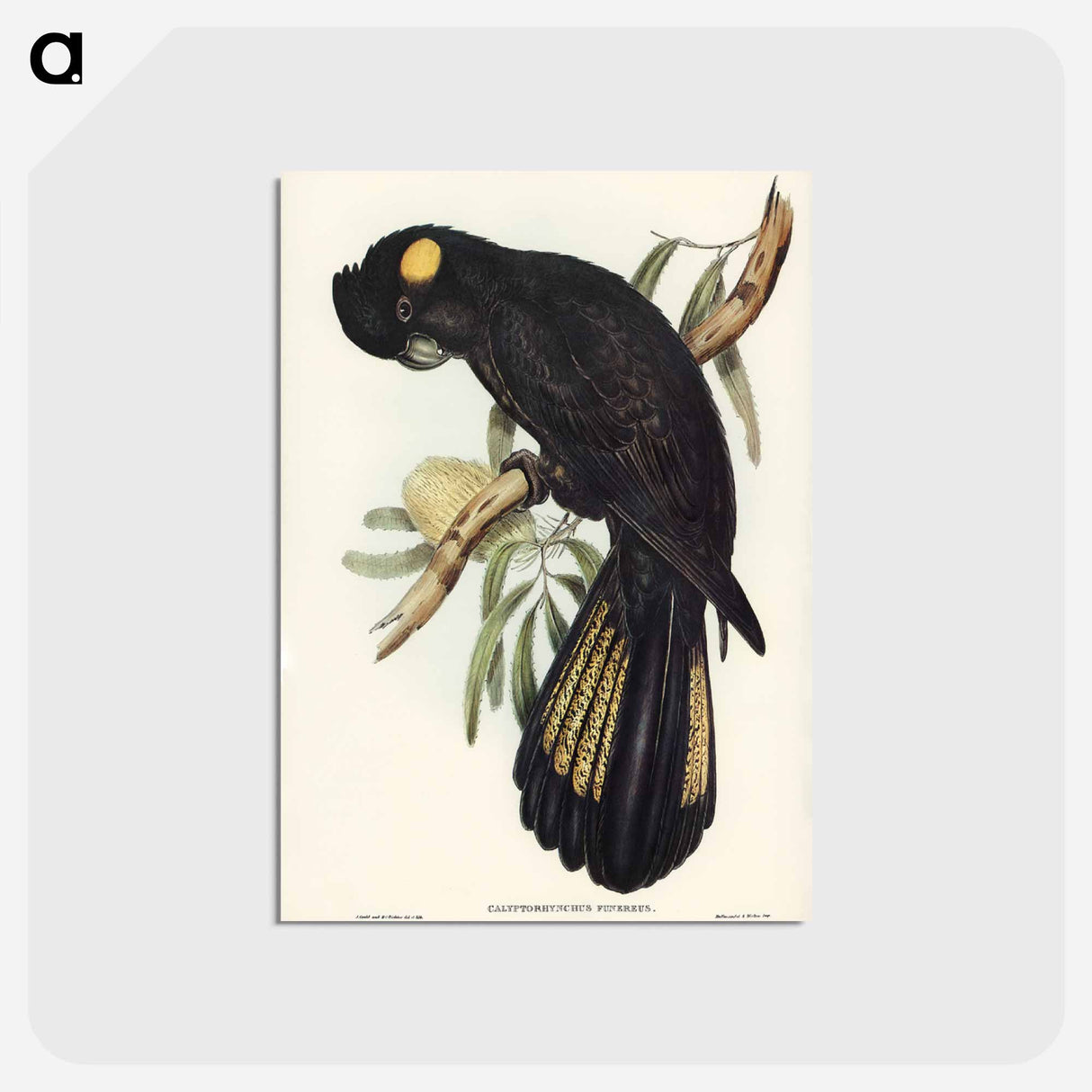 アートポストカード-Funereal Cockatoo
 - ジョン グールド Postcard.