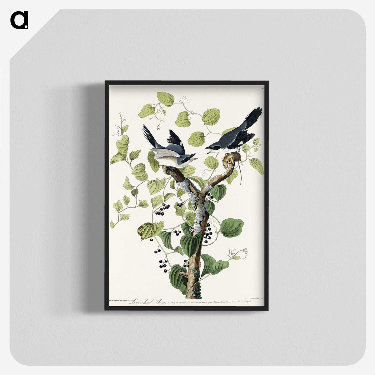 1-100_John-James-Audubon_blk-crop