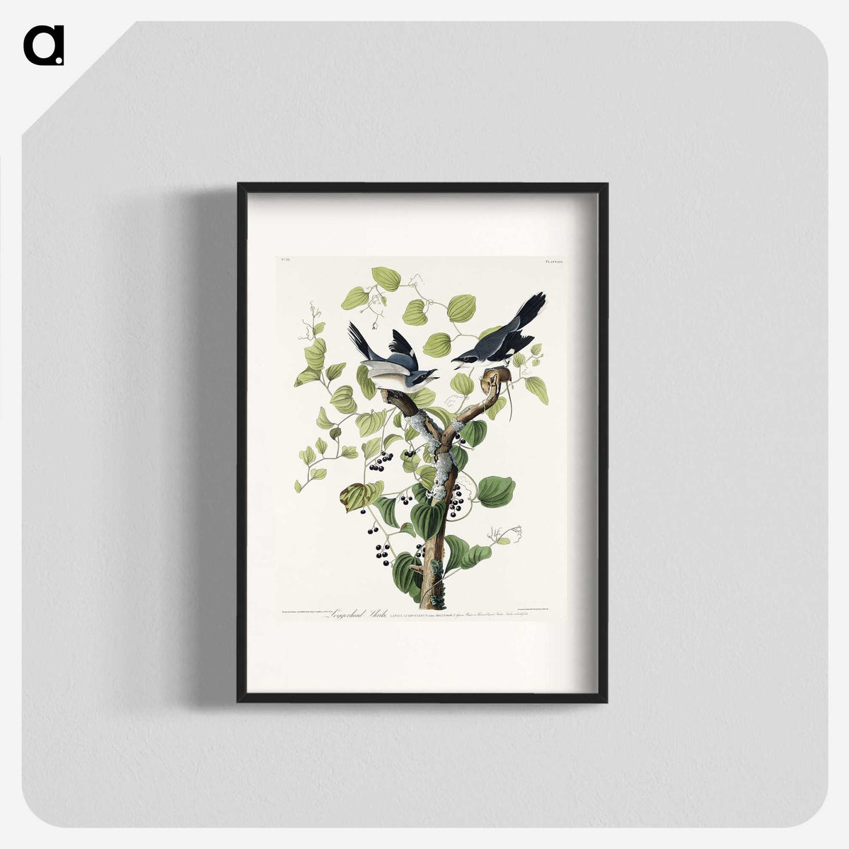 1-100_John-James-Audubon_blk