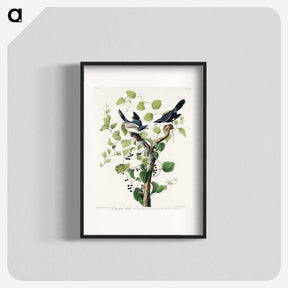 アートポスター-Loggerhead Shrike
 - ジョン ジェームス オーデュボン Poster.