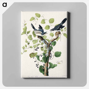 アートパネル-Loggerhead Shrike
 - ジョン ジェームス オーデュボン Canvas.