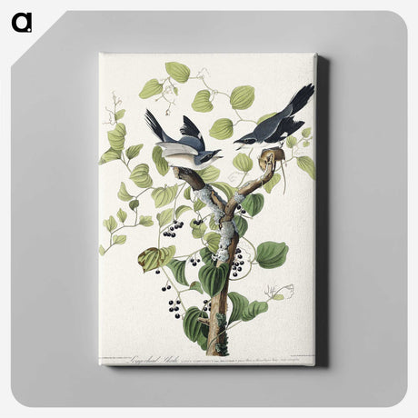 1-100_John-James-Audubon_canvas