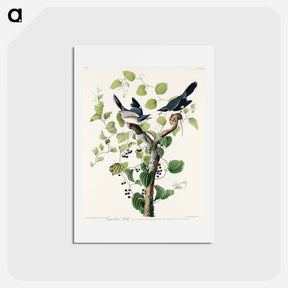 アートポストカード-Loggerhead Shrike
 - ジョン ジェームス オーデュボン Postcard.