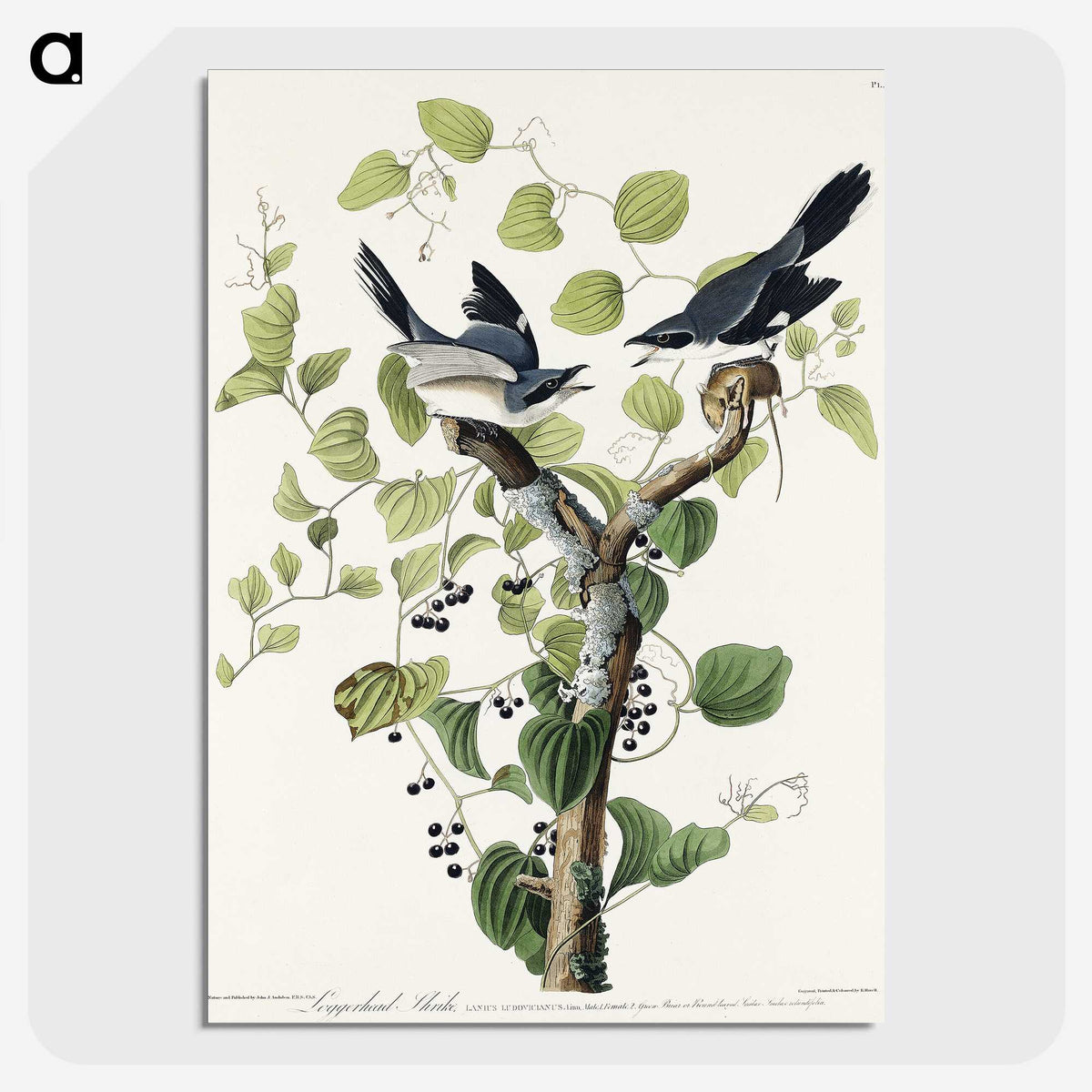 1-100_John-James-Audubon_picture-crop
