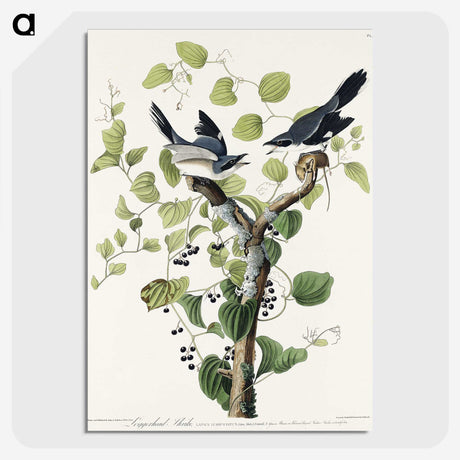 1-100_John-James-Audubon_picture-crop