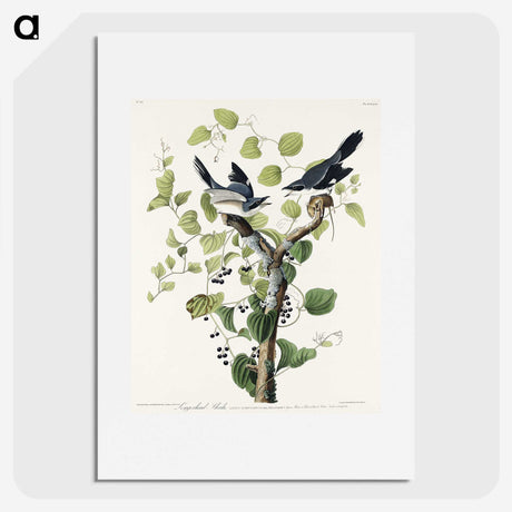 1-100_John-James-Audubon_picture