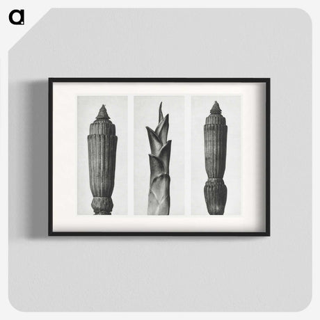 1-100_Karl-Blossfeldt_blk