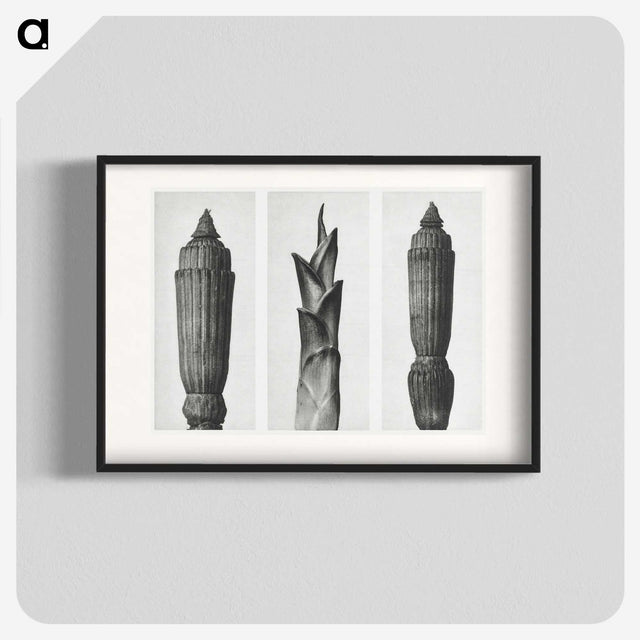 1-100_Karl-Blossfeldt_blk