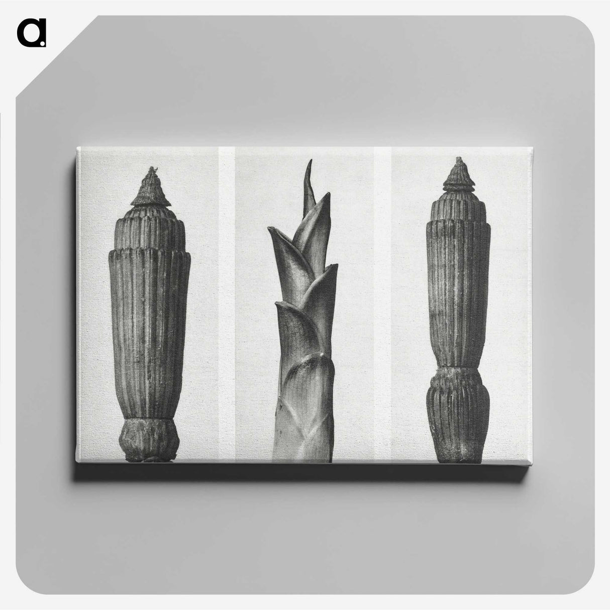 1-100_Karl-Blossfeldt_canvas
