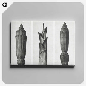 1-100_Karl-Blossfeldt_canvas