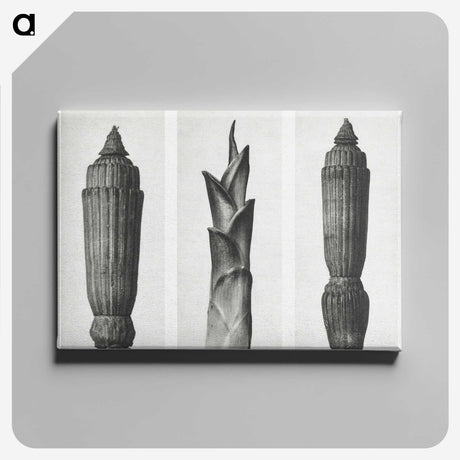 1-100_Karl-Blossfeldt_canvas