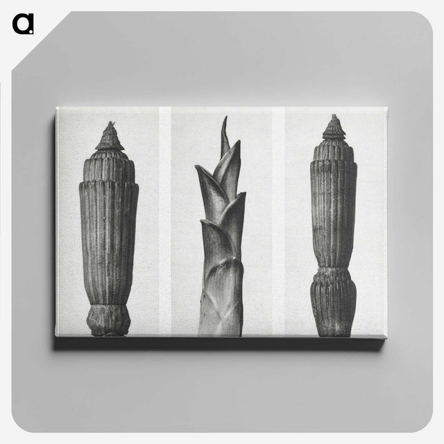 1-100_Karl-Blossfeldt_canvas