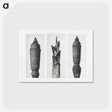 アートポストカード-Equisetum Hiemale (Winter Horsetail) enlarged 12 times, Hosta Japonica (Savannah–Wood) enlarged 4 times, and Equisetum Hiemale (Winter Horsetail) enlarged 12 times from Urformen der Kunst by. - カール ブロスフェルト Postcard.