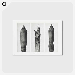 アートポストカード-Equisetum Hiemale (Winter Horsetail) enlarged 12 times, Hosta Japonica (Savannah–Wood) enlarged 4 times, and Equisetum Hiemale (Winter Horsetail) enlarged 12 times from Urformen der Kunst by. - カール ブロスフェルト Postcard.
