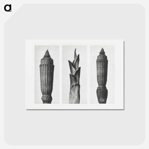 Equisetum Hiemale (Winter Horsetail) enlarged 12 times, Hosta Japonica (Savannah–Wood) enlarged 4 times, and Equisetum Hiemale (Winter Horsetail) enlarged 12 times from Urformen der Kunst by. - カール ブロスフェルト Postcard.