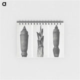 1-100_Karl-Blossfeldt_memo