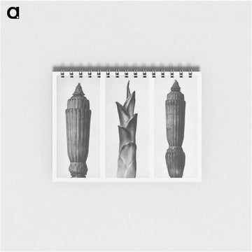 Equisetum Hiemale (Winter Horsetail) enlarged 12 times, Hosta Japonica (Savannah–Wood) enlarged 4 times, and Equisetum Hiemale (Winter Horsetail) enlarged 12 times from Urformen der Kunst by. - カール ブロスフェルト Memo.