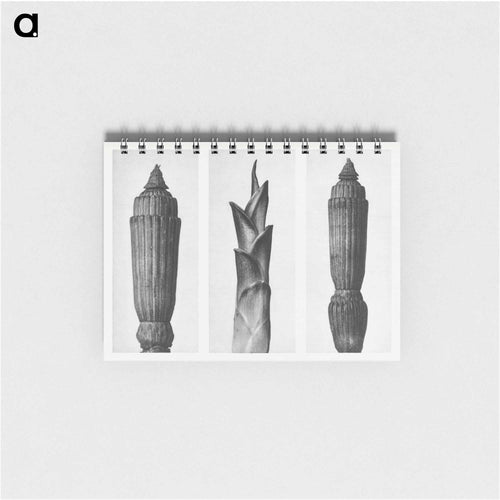 Equisetum Hiemale (Winter Horsetail) enlarged 12 times, Hosta Japonica (Savannah–Wood) enlarged 4 times, and Equisetum Hiemale (Winter Horsetail) enlarged 12 times from Urformen der Kunst by. - Karl Blossfeldt Memo.