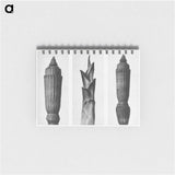 Equisetum Hiemale (Winter Horsetail) enlarged 12 times, Hosta Japonica (Savannah–Wood) enlarged 4 times, and Equisetum Hiemale (Winter Horsetail) enlarged 12 times from Urformen der Kunst by. - カール ブロスフェルト Memo.