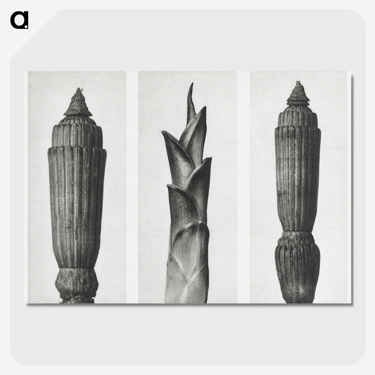 1-100_Karl-Blossfeldt_picture-crop
