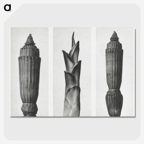 1-100_Karl-Blossfeldt_picture-crop